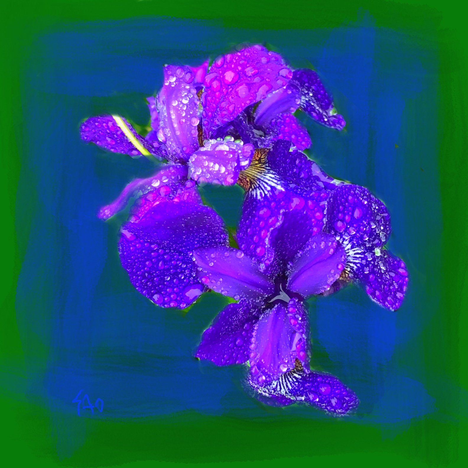 Abstract Wet Irises by Scott Olmstead