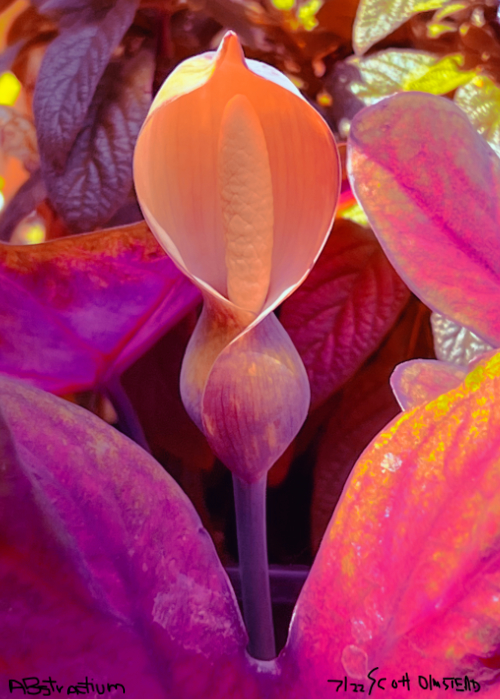 macro abstract photo by Scott Olmstead