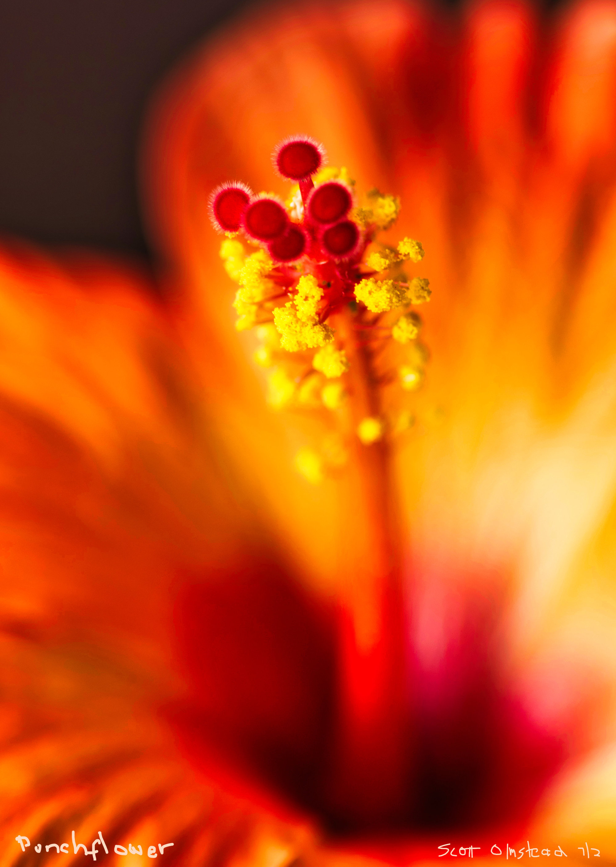 Abstract Macro Photo by Scott Olmstead