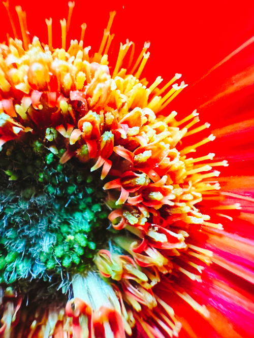 Flower X by Scott Olmstead