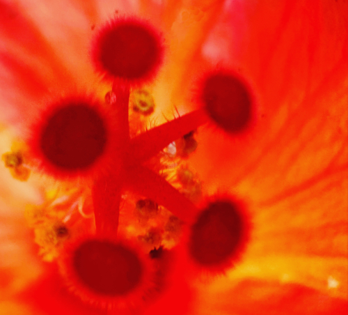 Flower Z macro photo by Scott Olmstead