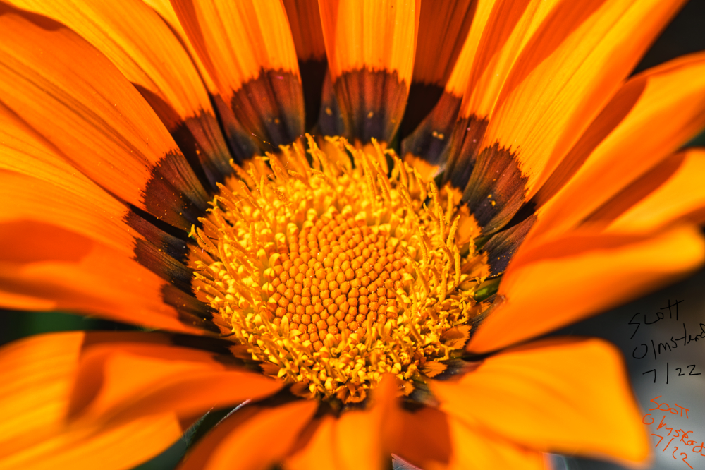 Orange Flower by Scott Olmstead
